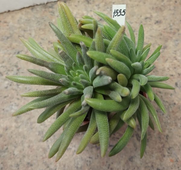 1555Crassula hirta _