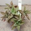 1569 Haworthia ‘Midori No Sono’ f. variegata