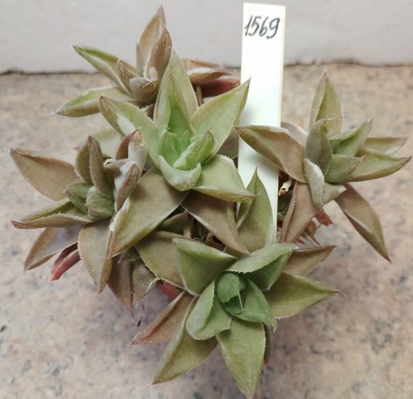 1569 Haworthia ‘Midori No Sono’ f. variegata