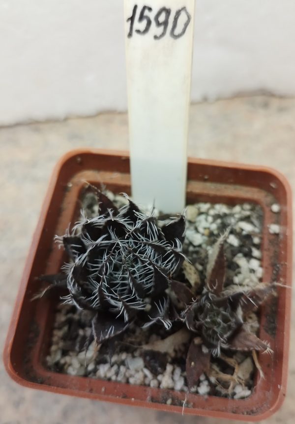 1590 Haworthia arachnoidea