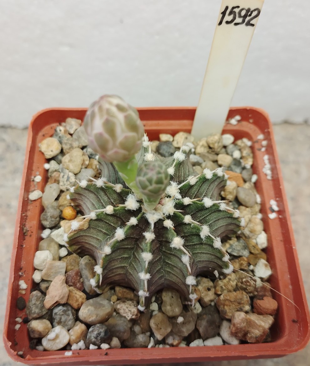 1592 Gymnocalycium friedrichii LB2178 Aqua Dulce — Cactus-shop