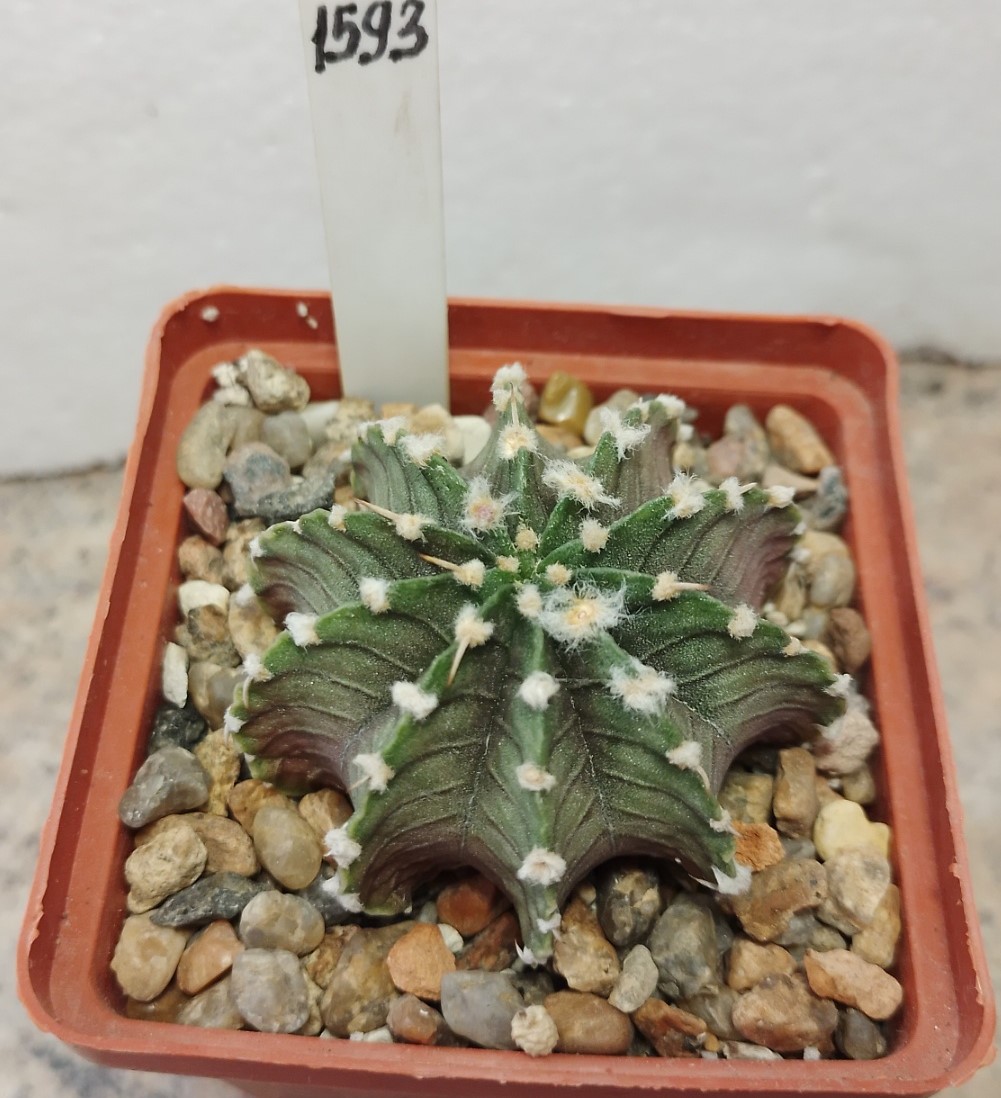 1593 Gymnocalycium friedrichii LB2178 Aqua Dulce — Cactus-shop