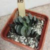 1695 Haworthia truncata -Japan-