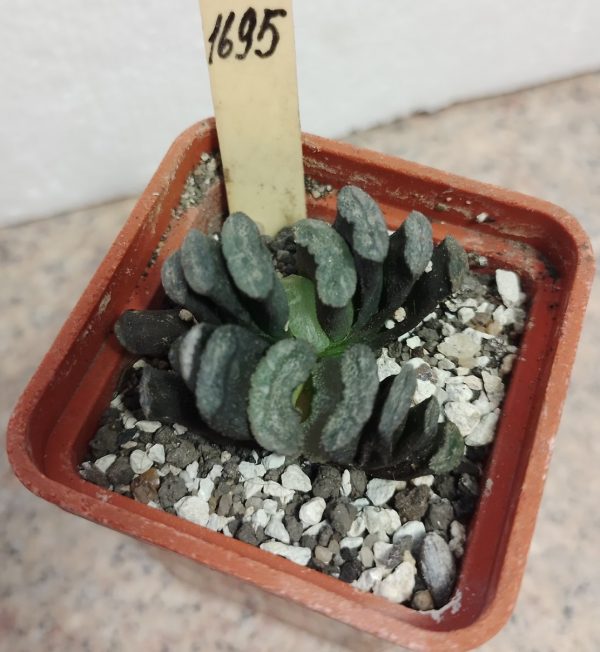 1695 Haworthia truncata -Japan-