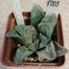 1705 Haworthia -Belgia- hybrid x ‘Black Major’ x esterhuisenii