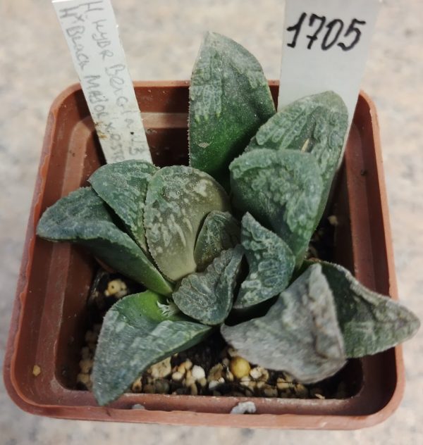 1705 Haworthia -Belgia- hybrid x ‘Black Major’ x esterhuisenii