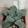 1725 Haworthia pygmaea v. crystallina x ‘Pink Lady’