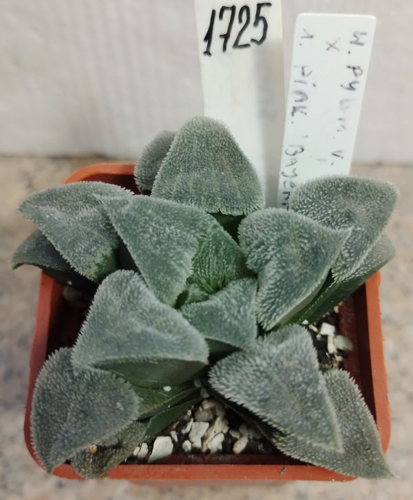 1725 Haworthia pygmaea v. crystallina x ‘Pink Lady’