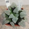 1738 Haworthia pygmaea v. crystallina x ‘Pink Lady’