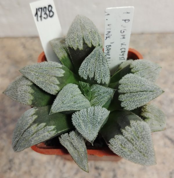 1738 Haworthia pygmaea v. crystallina x ‘Pink Lady’