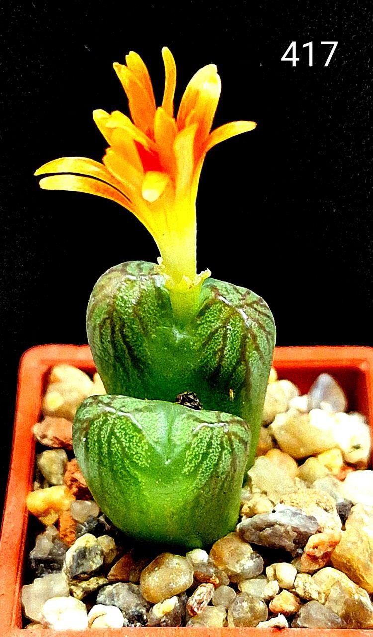 コノフィツム Mabel's Milkman オリンジナル ）紅錦里 多肉植物