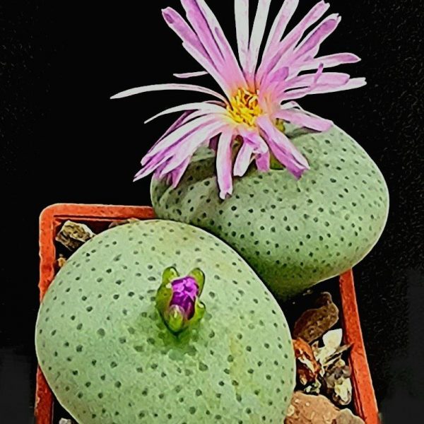 Conophytum jucundum ssp.ruschii(2h.) Lav 30263, TS(3x3)418 —