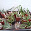Asclepiadaceae mix 7