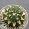 Astrophytum asterias -rote blute-