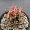 Echinocactus polycephalus VZ 312