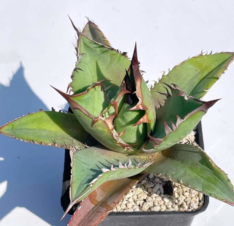 Товары — Cactus-shop