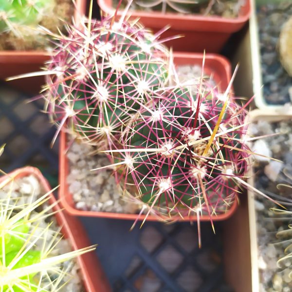 Товары — Cactus-shop