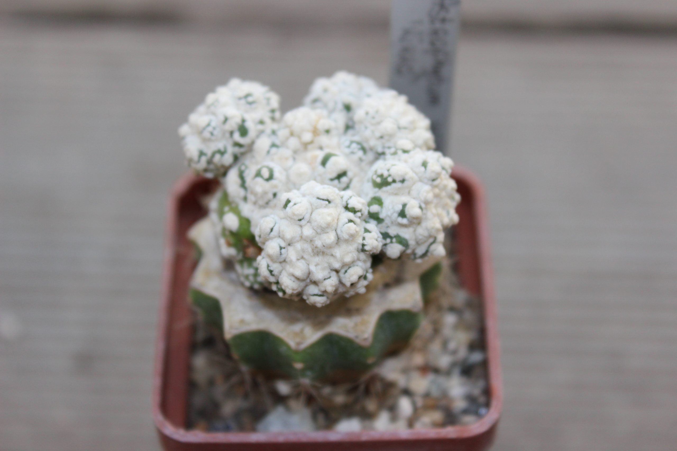 Astrophytum asterias ‘Kikko’ — Cactus-shop