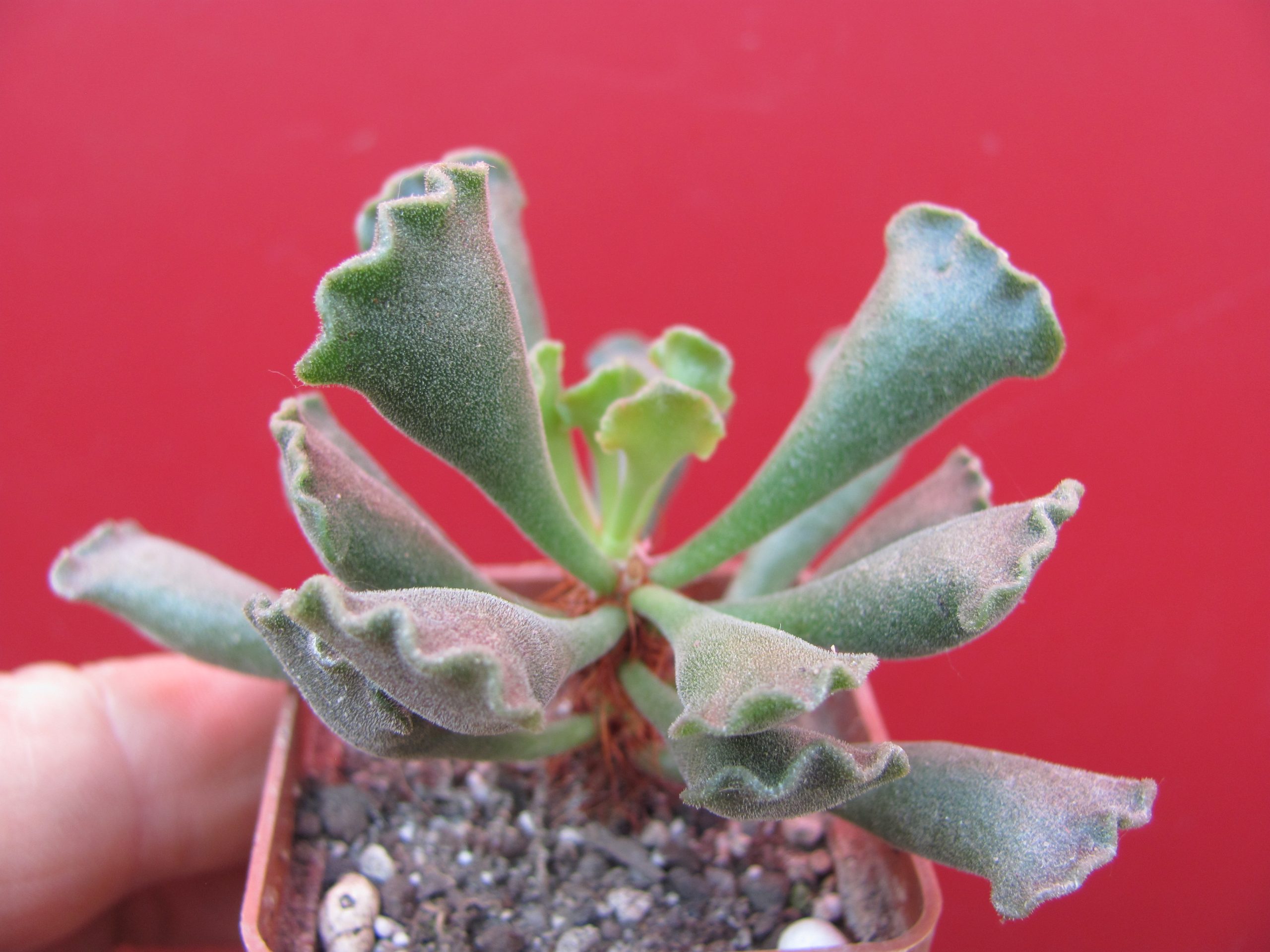 Adromischus cristatus —