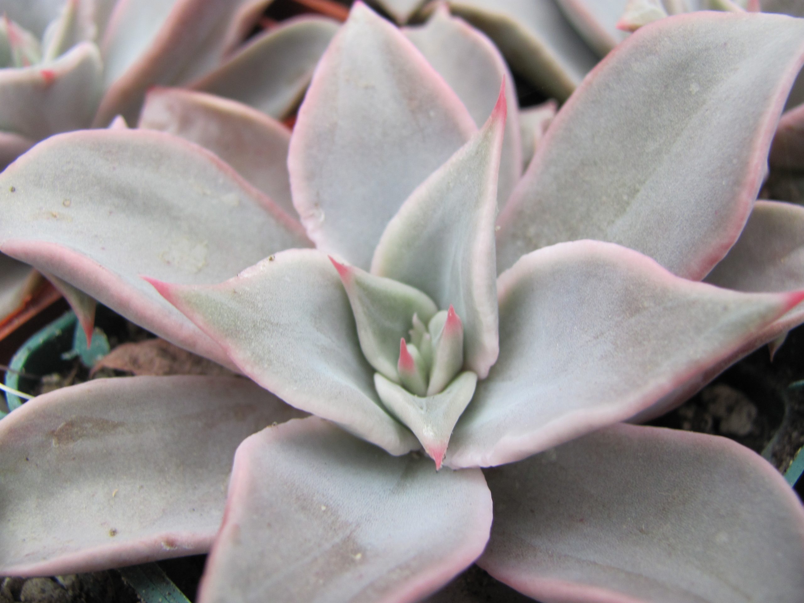 Echeveria Madiba — Cactus-shop