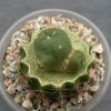 Lophophora alberto-vojtechii, KSM 732