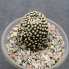 Mammillaria luethyi