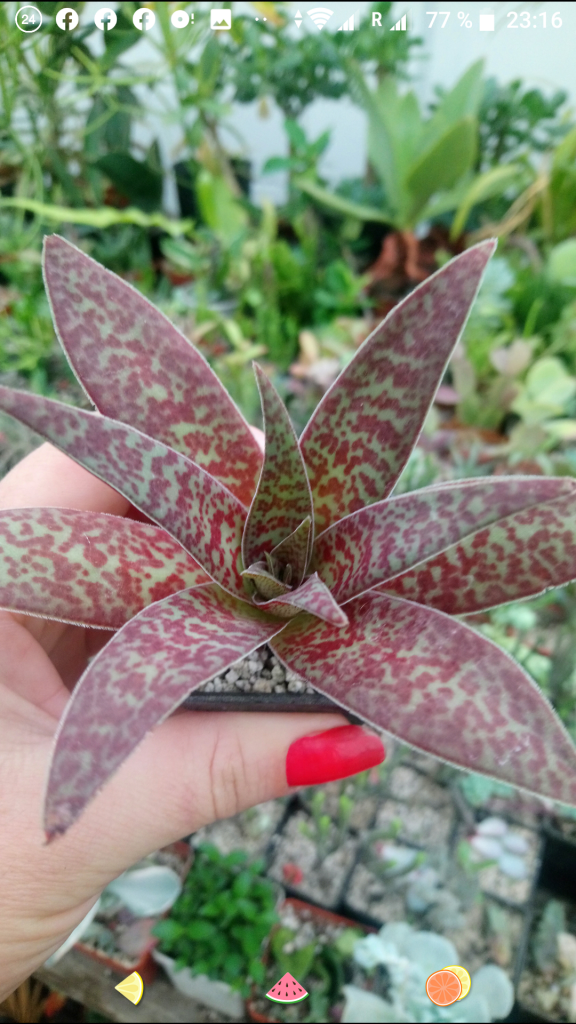 Crassula alba — Cactus-shop