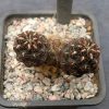 Sulcorebutia sp. HS 218