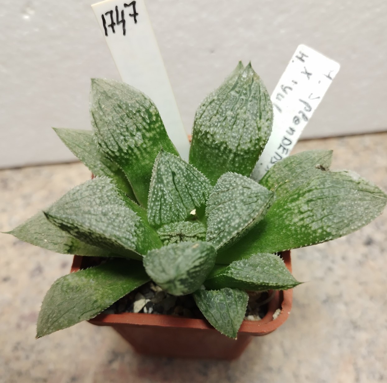 1747 Haworthia Splendens X Kegazato X Yulia — Cactus Shop