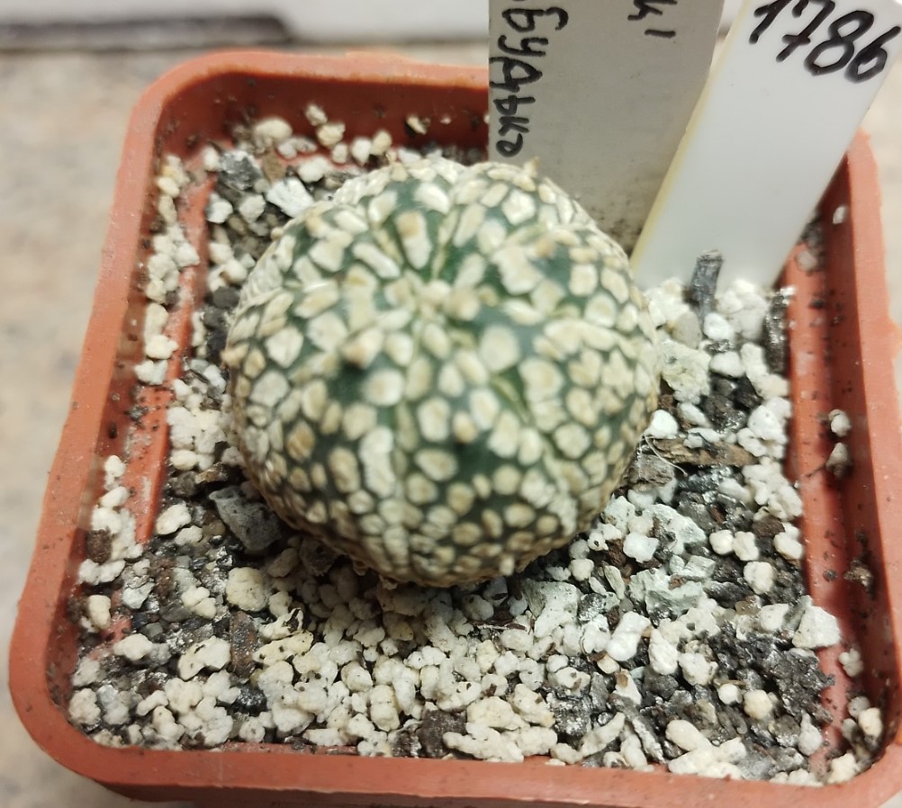 Astrophytum Asterias Super Kabuto Cactus Shop