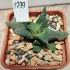 1799 Haworthia scabra