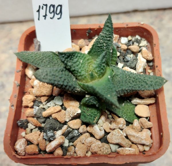 1799 Haworthia scabra