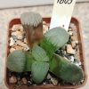 1805 Haworthia springbokvlakensis