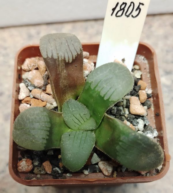 1805 Haworthia springbokvlakensis