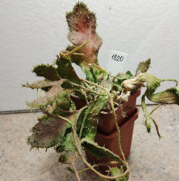 1820 Euphorbia flanaganii f. cristata