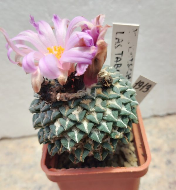 1913 Ariocarpus kotschoubeyanus -Las Tabas Morita- щеплена рослина