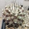 1939 Copiapoa humilis ‘maritima’