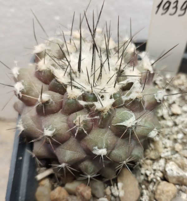 1939 Copiapoa humilis ‘maritima’