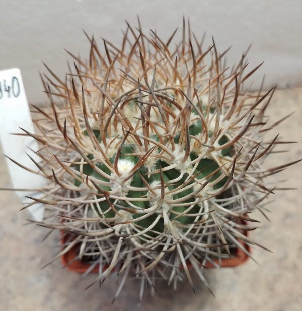 1940 Pyrrhocactus bulbocalyx