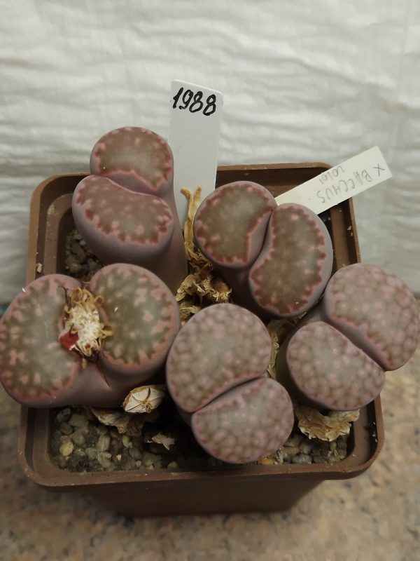 1988 Lithops julii x salicola ‘Bacchus’