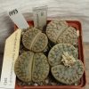 1993 Lithops gracilidelineata ssp. brandbergensis C383