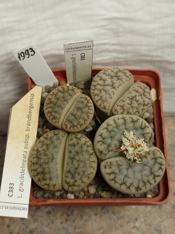 1993 Lithops gracilidelineata ssp. brandbergensis C383