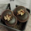 2014 Lithops aucampiae ‘large solid window’ SELECTED FORM