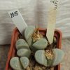 2015 Lithops meyeri