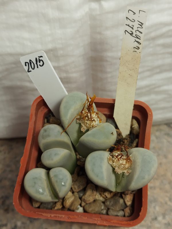 2015 Lithops meyeri