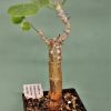 Erythrina-melanacantha — 800- 8×8