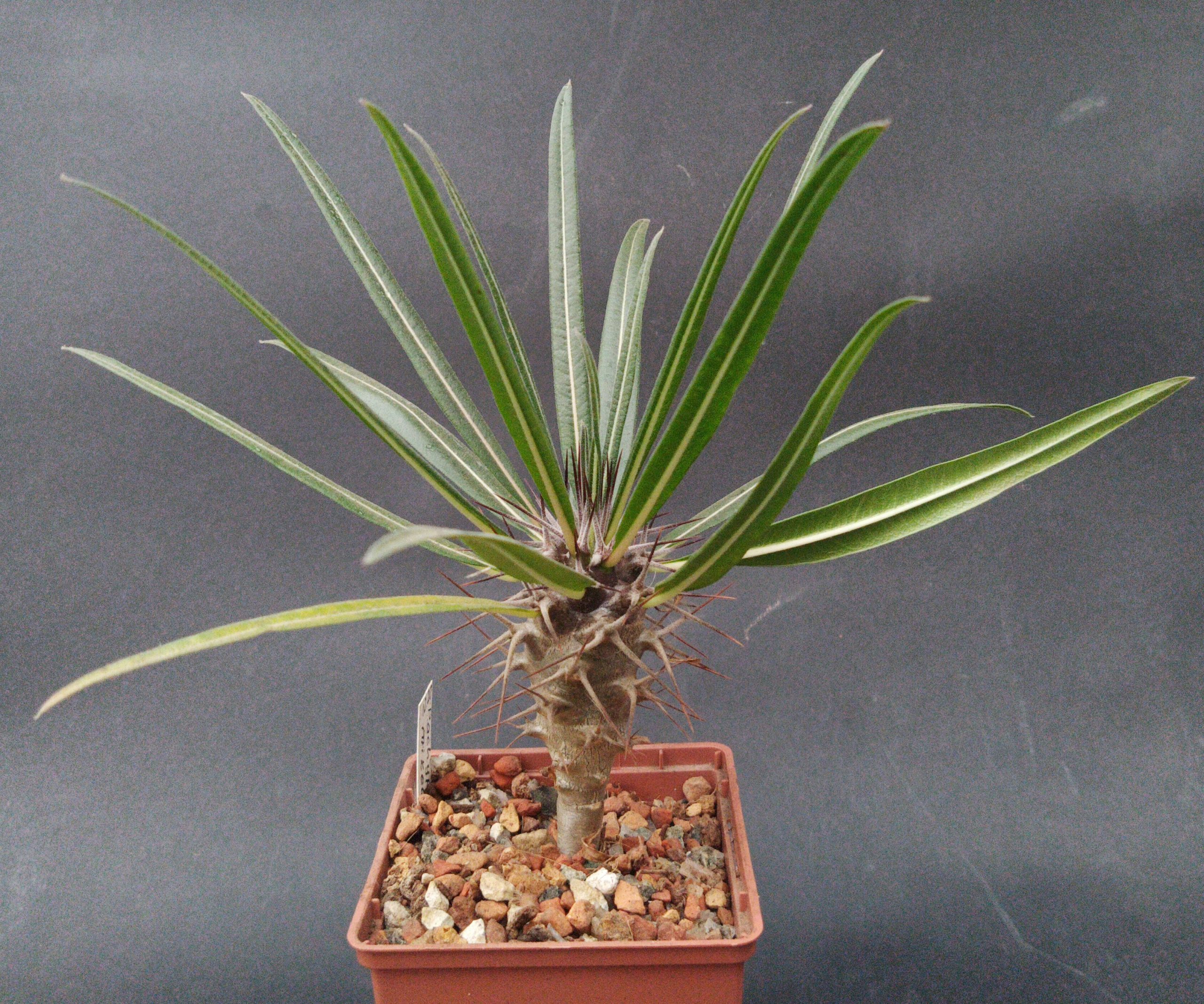 Pachypodium mikea —