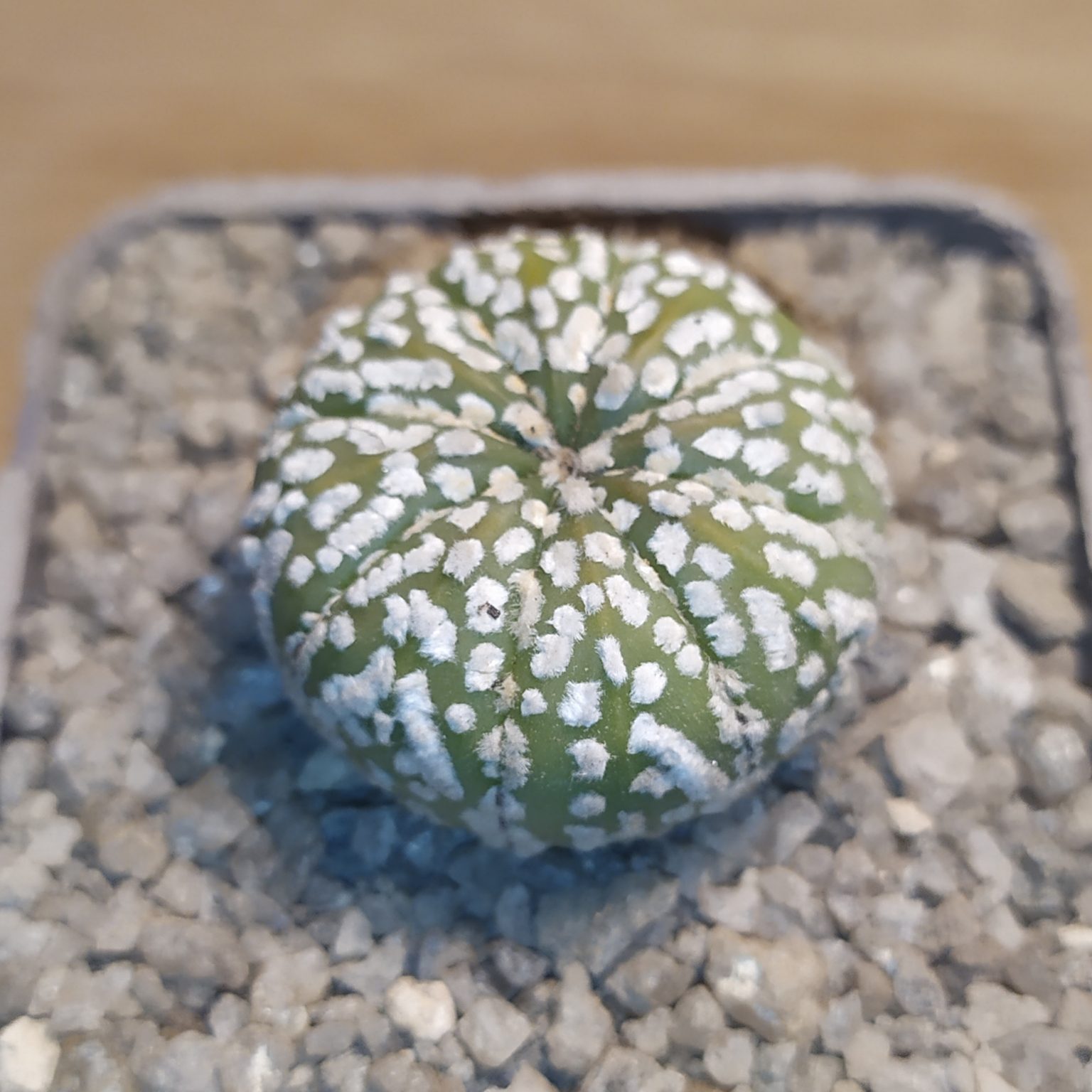 Товары — Cactus-shop