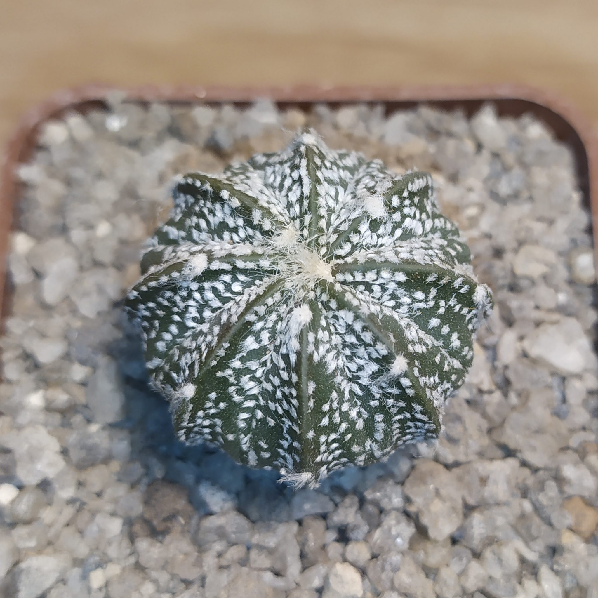 Товары — Cactus-shop