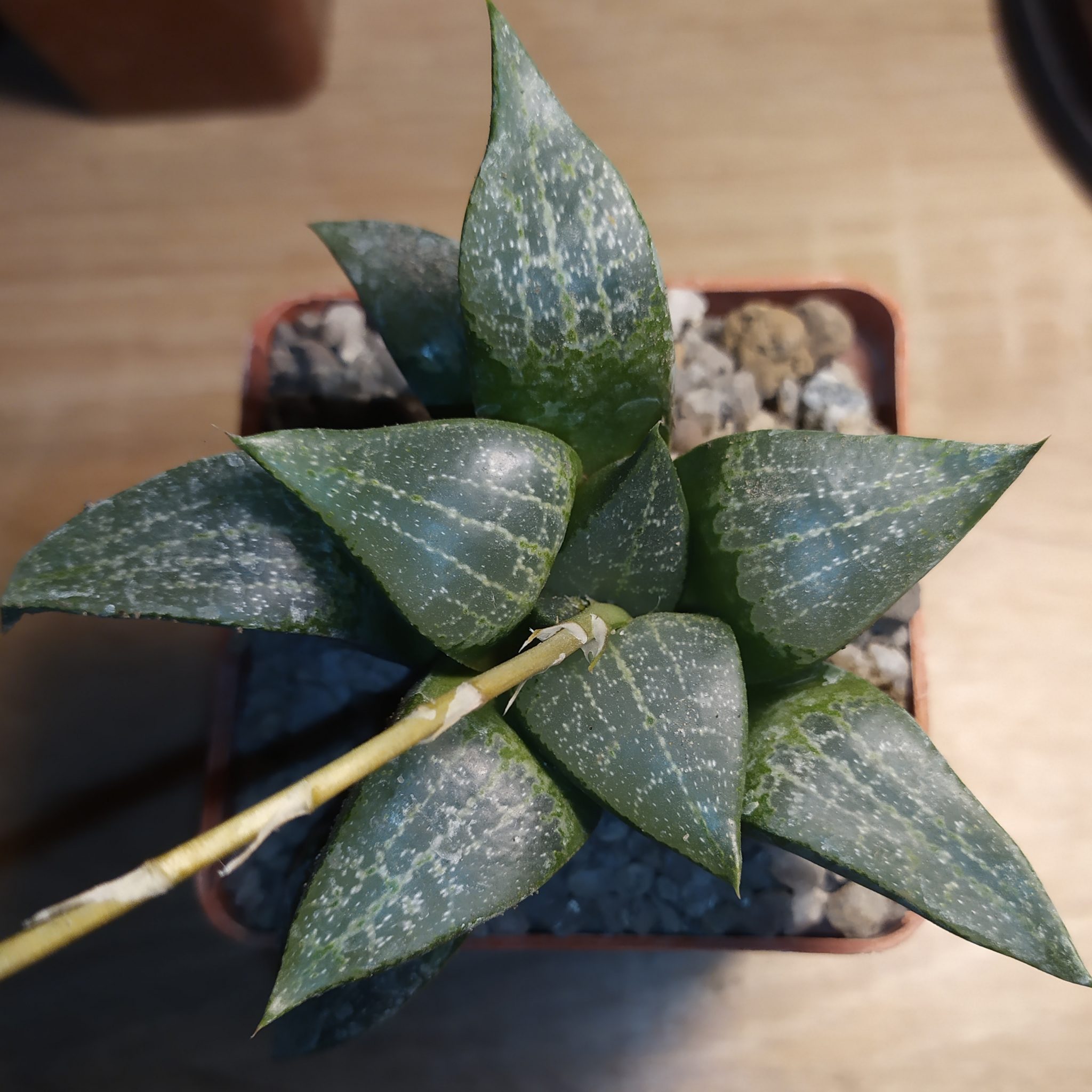 Главная — Cactus-shop